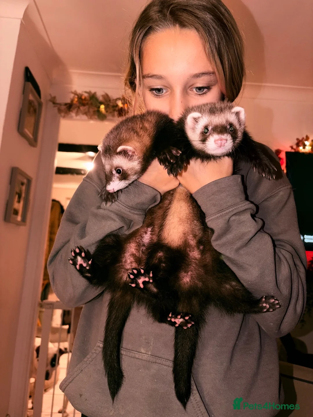 Ferret rodents for sale: 2 male ferrets + set up in Stevenage - Advert 2