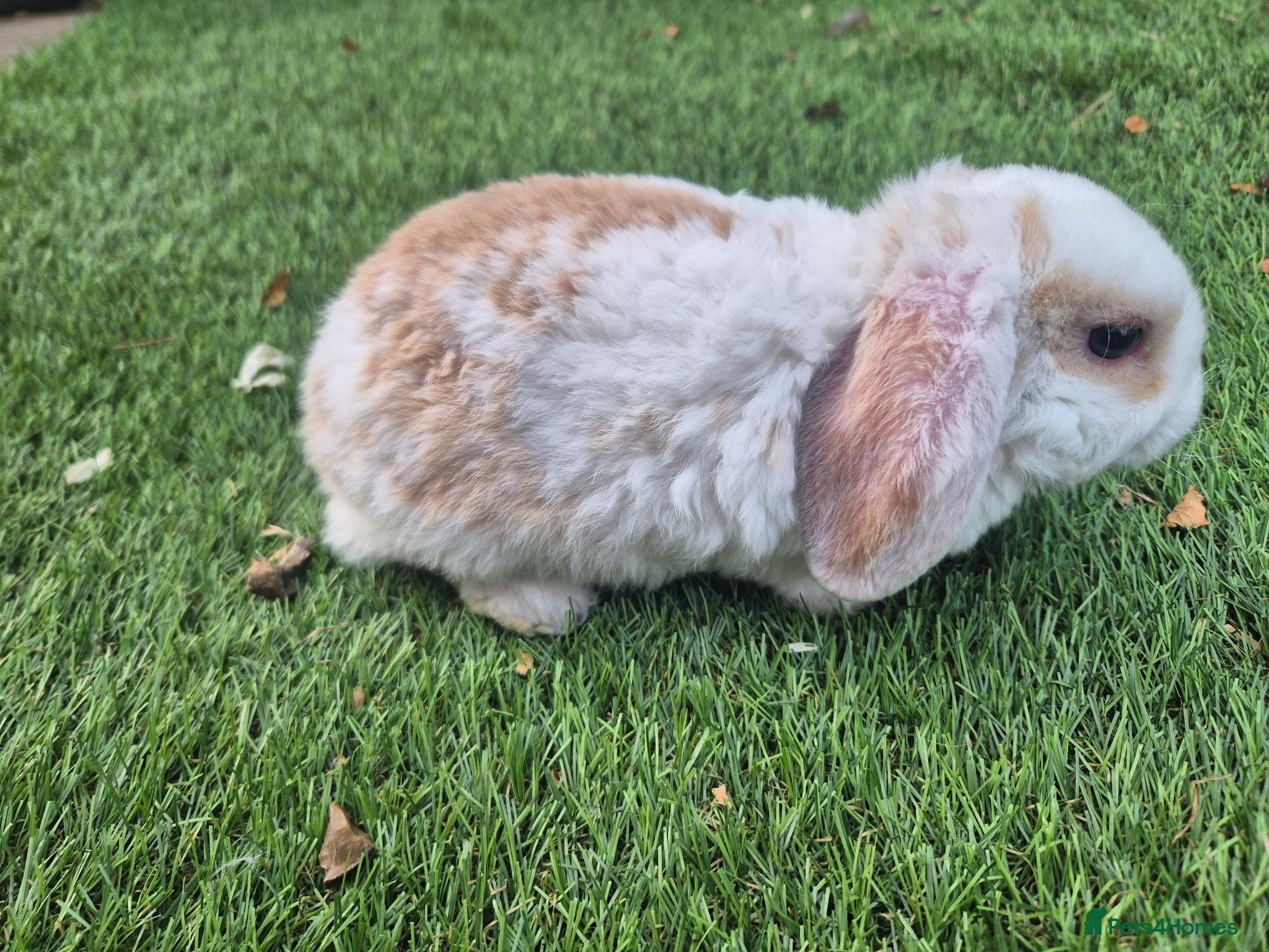 Mini Lop rabbits 🐇LAST BOY READY TO RESERVE ❤️ 💙  - Advert 14