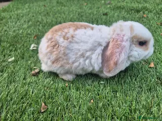 Mini Lop rabbits 🐇LAST BOY READY TO RESERVE ❤️ 💙 - Advert 18