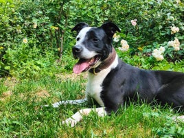 Mixed Breed dogs - Advert 13