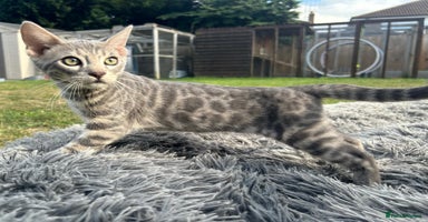 Bengal cats - Advert 3