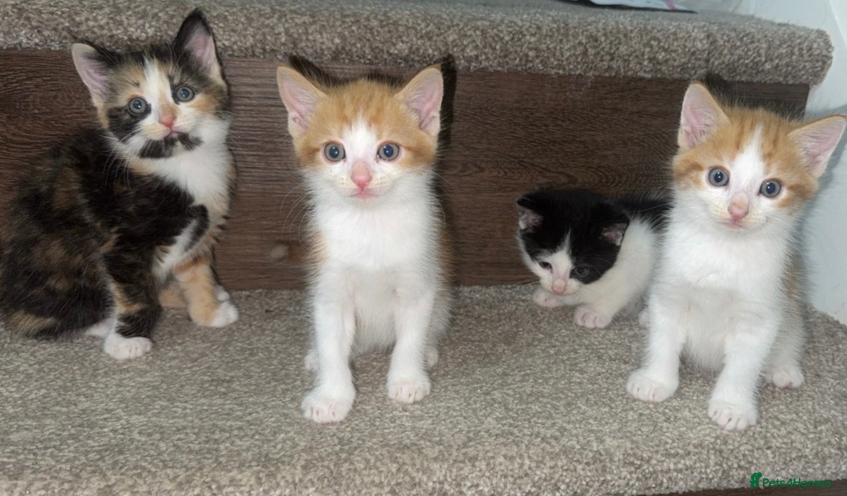 Mixed Breed cats Beautiful Kittens ***READY TO LEAVE IN 2 WEEKS*** - Advert 6
