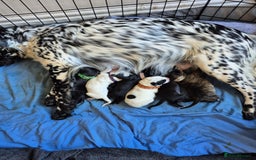 Mixed Breed dogs for sale: Mixed breed puppies for sale  - Advert 2