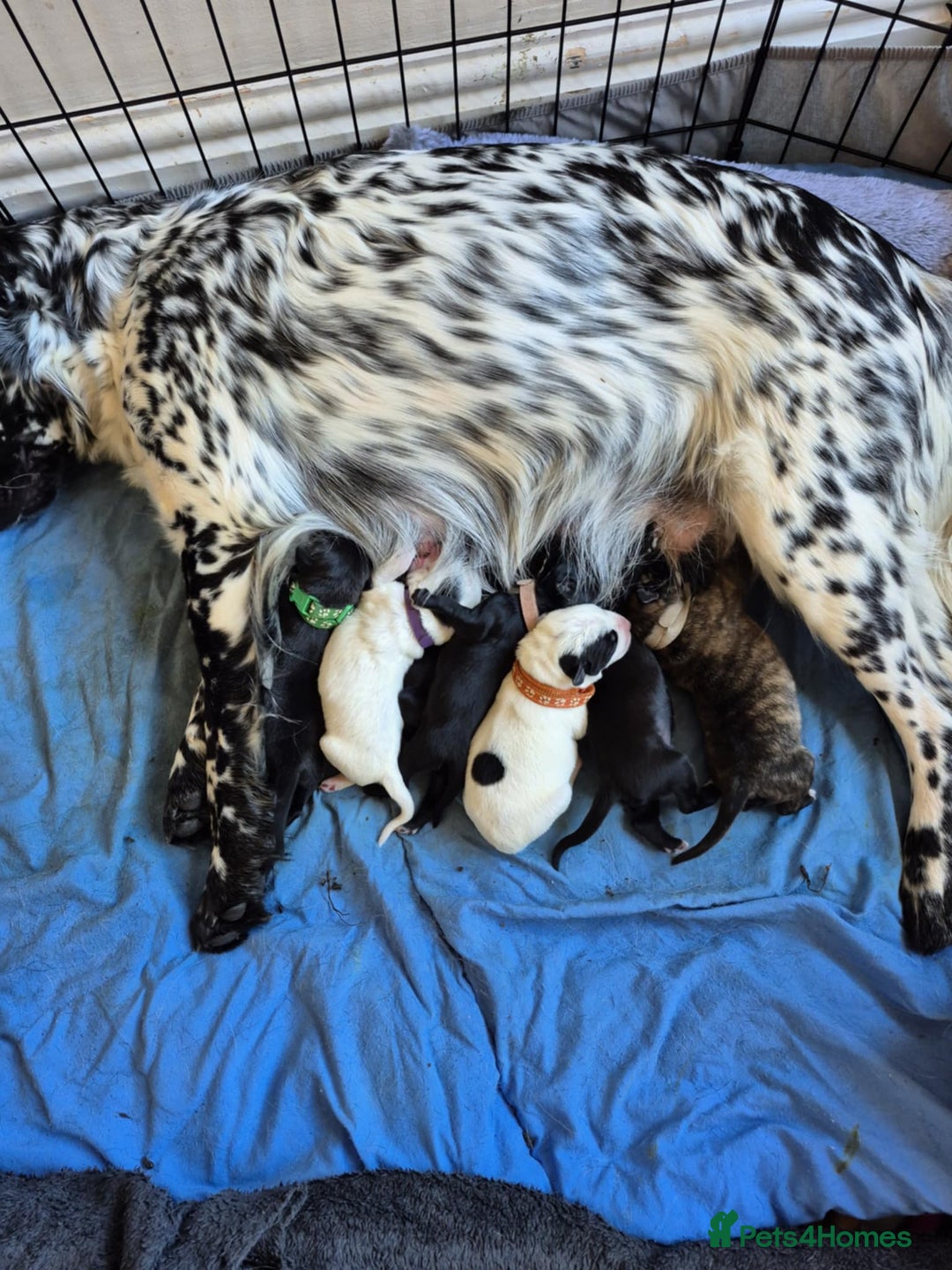 Mixed Breed dogs for sale: Mixed breed puppies for sale  - Advert 2