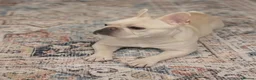 French Bulldog dogs for sale: 3 Year Old French Bulldog Looking for Loving Home - Advert 3
