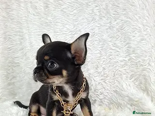 Chihuahua dogs for sale: Tiny Chihuahua Puppies - Advert 2