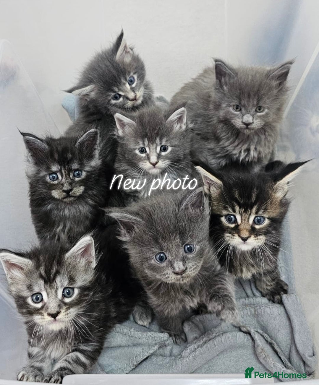 Maine Coon cats Giant Maine Coon  - Advert 1