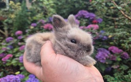 Angora rabbits for sale: 🧡Teddydwerg babies- Imported parents🧡 - Image 9