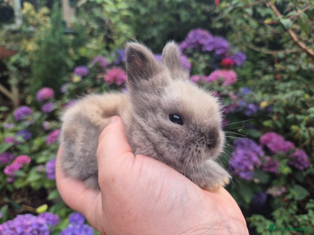 Angora rabbits for sale: 🧡Teddydwerg babies- Imported parents🧡 - Image 9