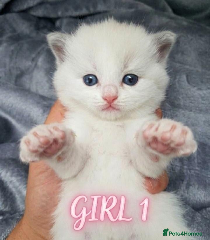 Ragdoll cats 🏆🥇Champion Bloodline🧸😻Ragdolls💖 - Advert 2