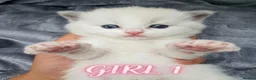 Ragdoll cats for sale: 🏆🥇Champion Bloodline🧸😻Ragdolls💖 in Ilford - Advert 2