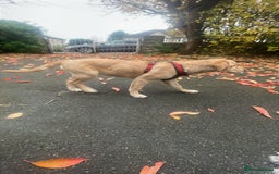 Golden Retriever dogs for sale: For sale Golden retriever  - Image 1