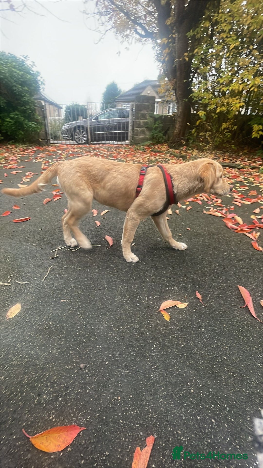 Golden Retriever dogs for sale: For sale Golden retriever  - Image 1