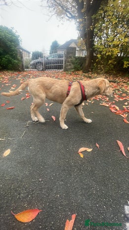 Golden Retriever dogs - Advert 1