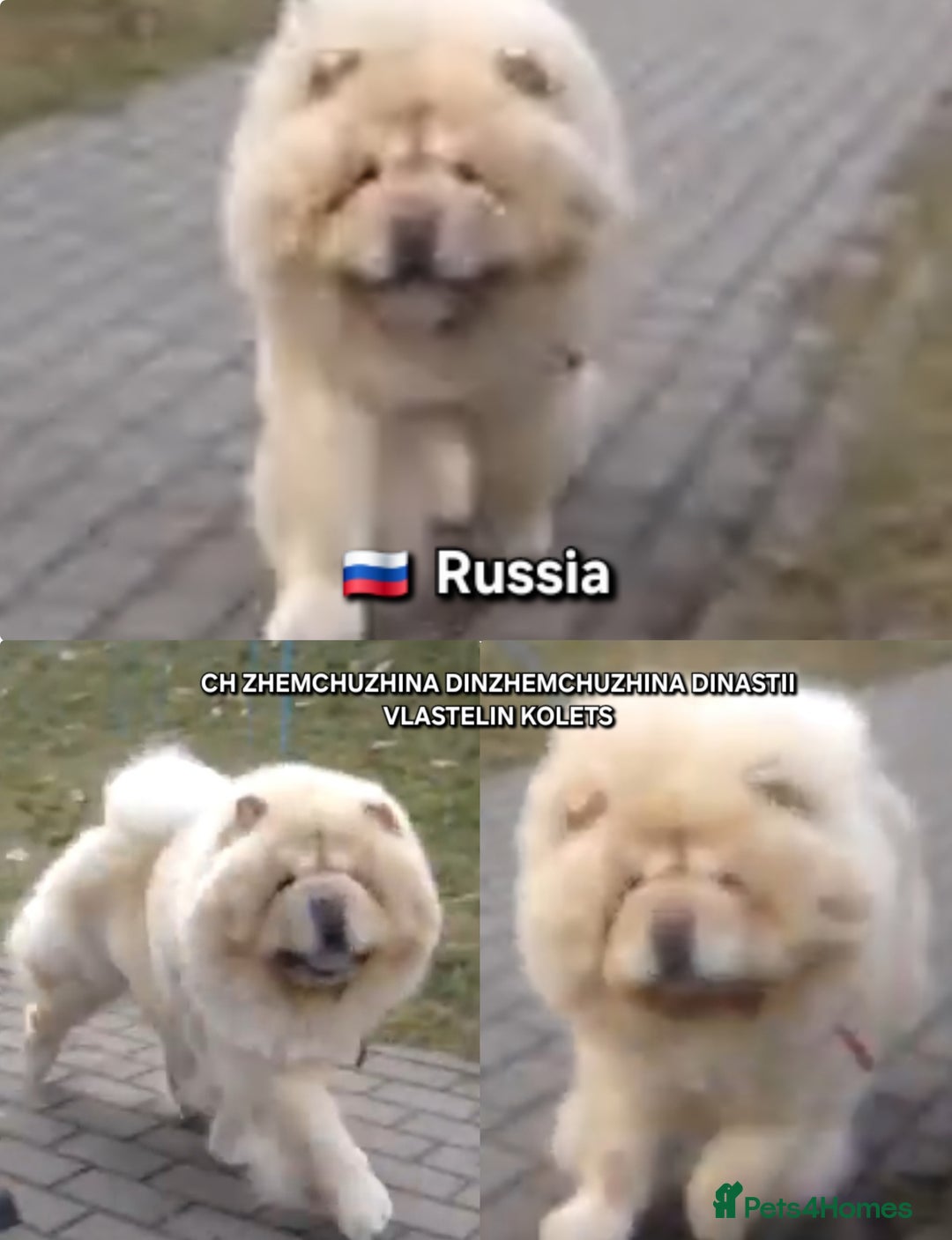 Chow Chow dogs for stud: KC Blue Chow Stud Blue Chow Chow Stud  - Advert 16
