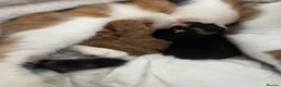 Domestic Shorthair cats for sale: 3 gorgeous Ginger Boys and one Black - Advert 2
