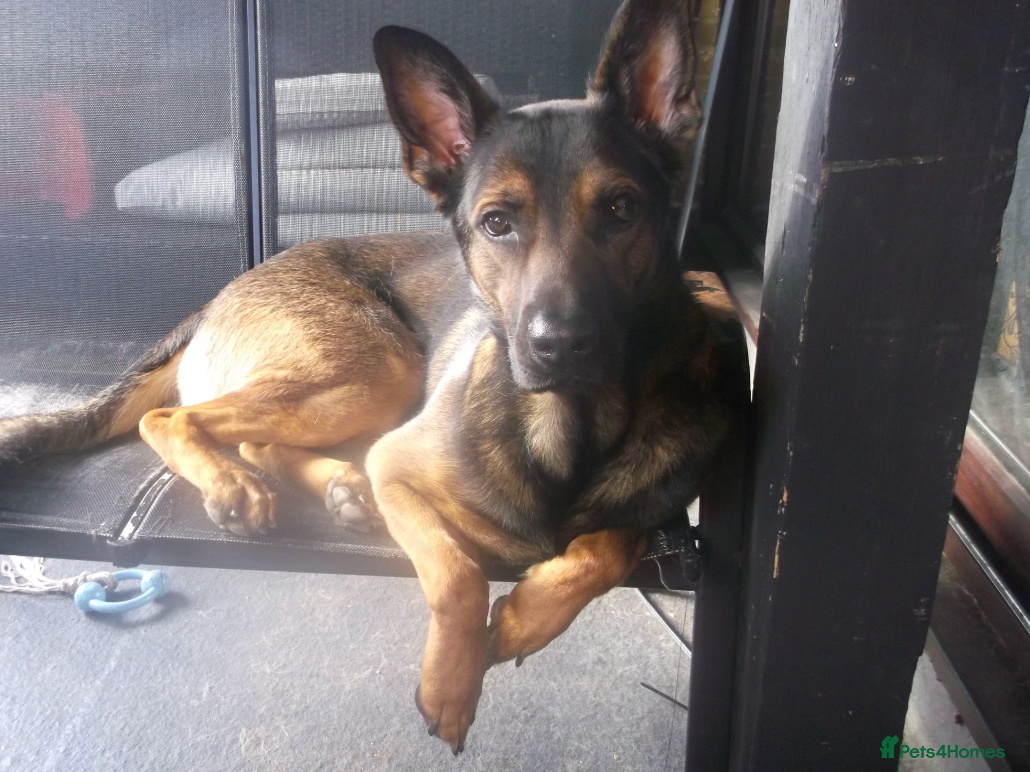 Mixed Breed dogs Milo needs home - Advert 2