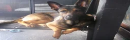 Mixed Breed dogs for sale: Milo needs home - Advert 1