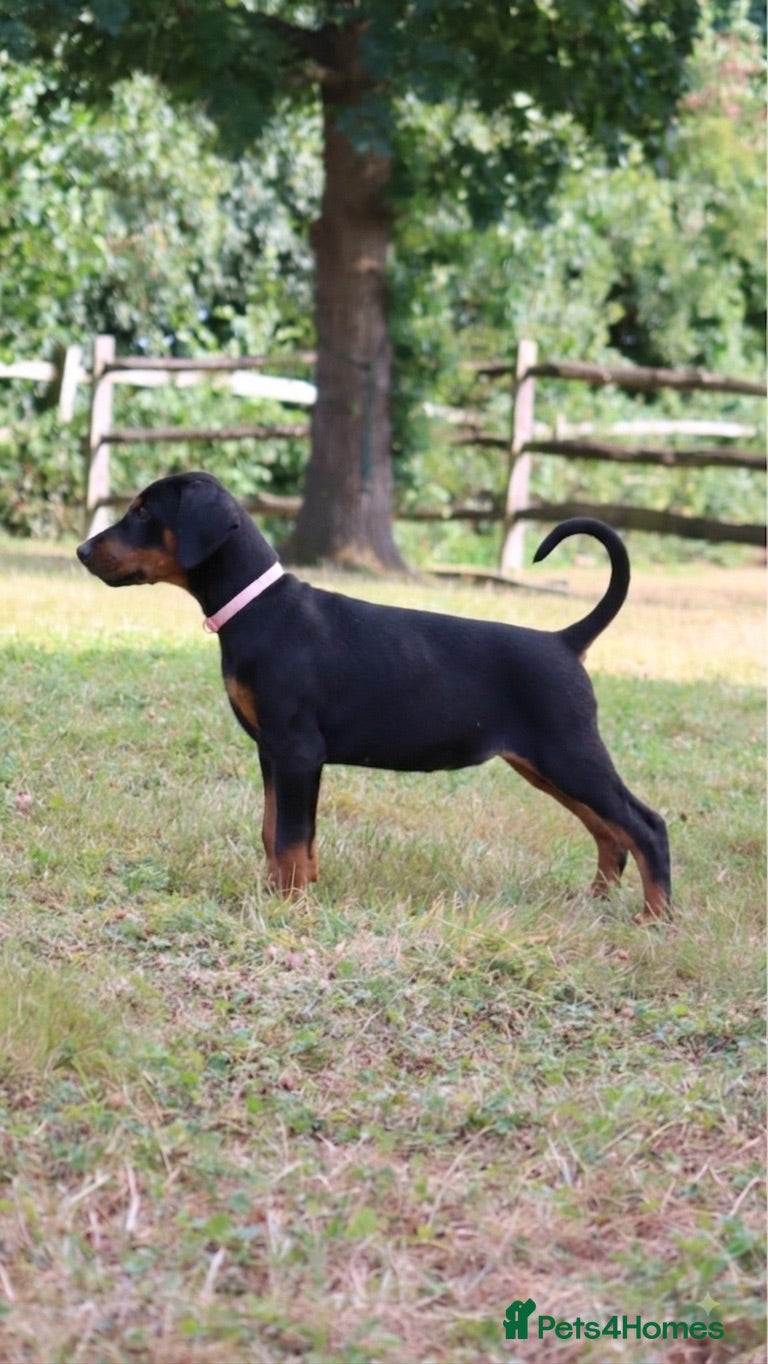 Dobermann dogs 1 Female - Health Tested & Titled Dobermans - Advert 1