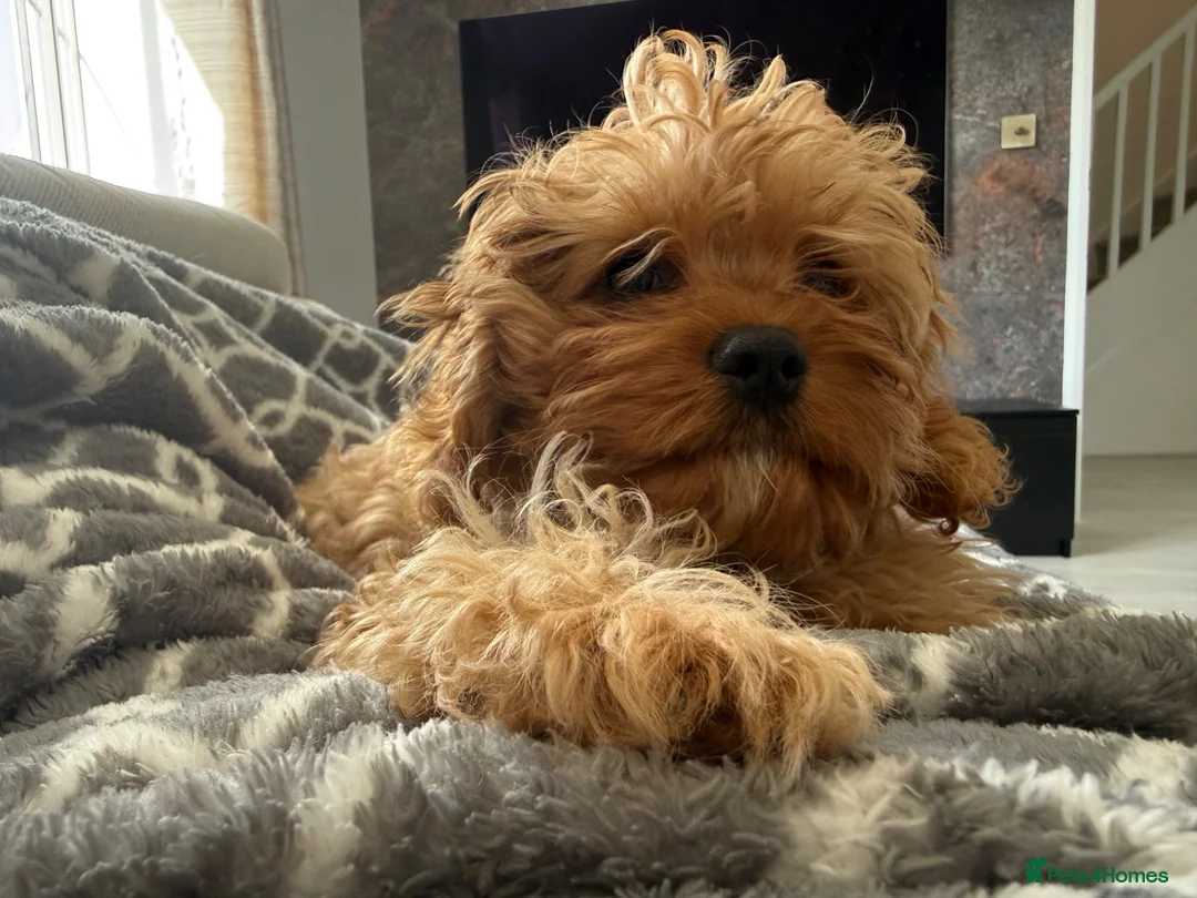 Cavapoo dogs for sale: cavapoo (male) - Advert 1