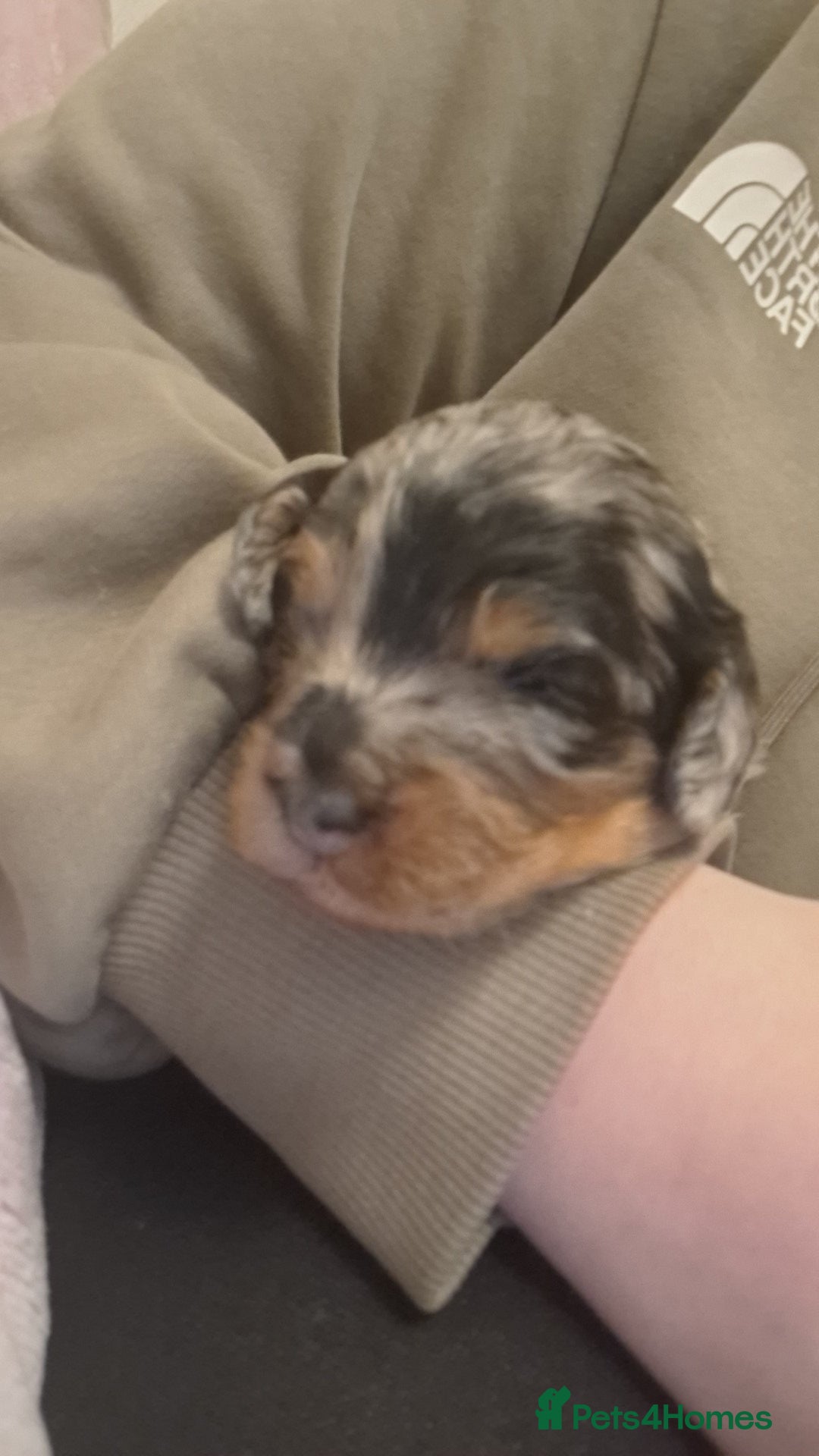 Cockapoo dogs F2b cockapoo pups - Advert 7