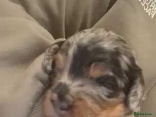 Cockapoo dogs F2b cockapoo pups - Advert 7