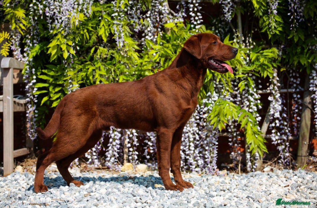 Labrador Retriever dogs for sale: Health tested extremely dark fox red Labradors - Image 11