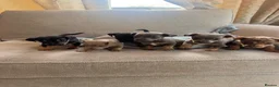 Jack Russell dogs for sale: Miniature Jack Russell in Gretna - Advert 2