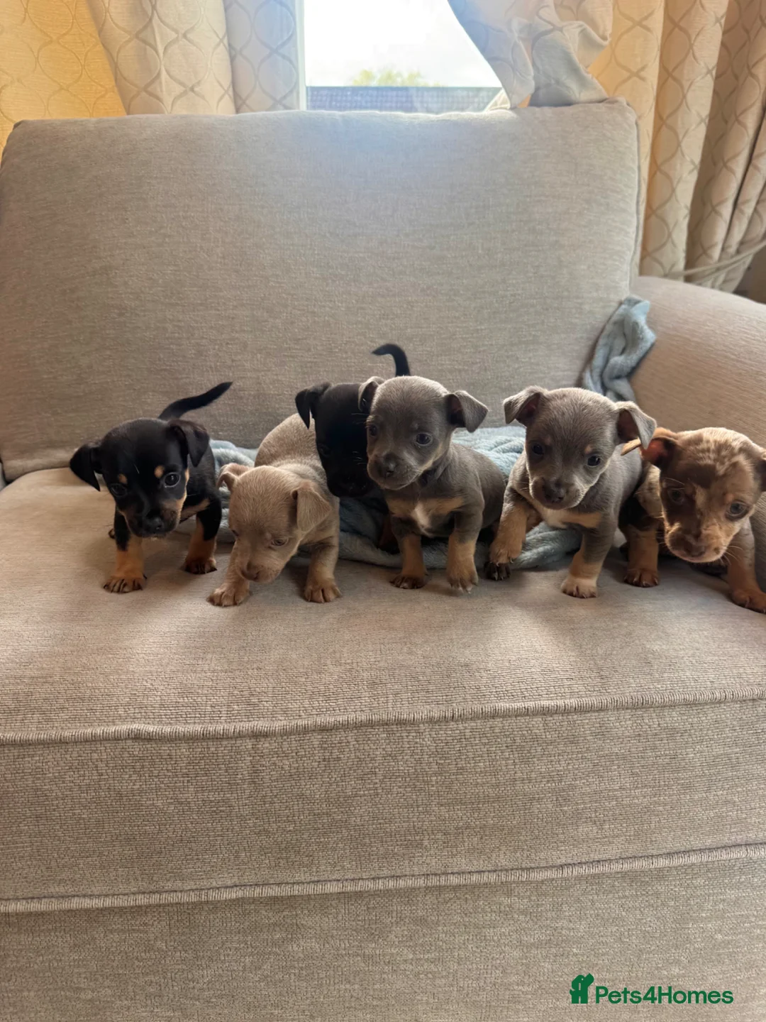 Jack Russell dogs for sale: Miniature Jack Russell in Gretna - Advert 2