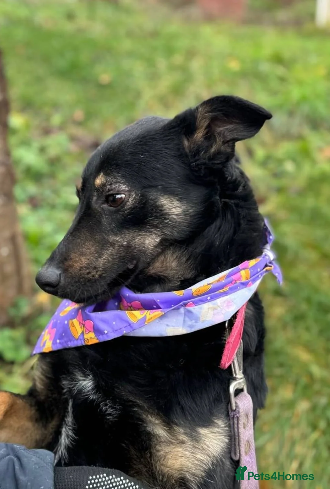 Mixed Breed dogs for adoption: ❤️🐶 ROSIE – Curious, Cheerful, Always Close 🐶❤️ in Burton-on-Trent - Advert 12