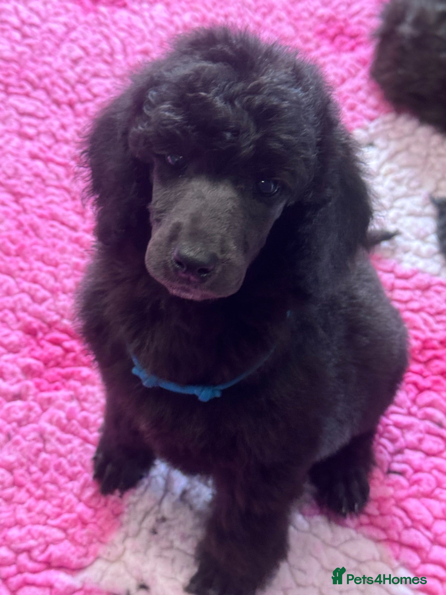 Standard Poodle dogs KC STANDARD POODLES READY Now - Advert 3
