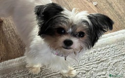 Shihpoo dogs for sale: Shihpoo - Image 11