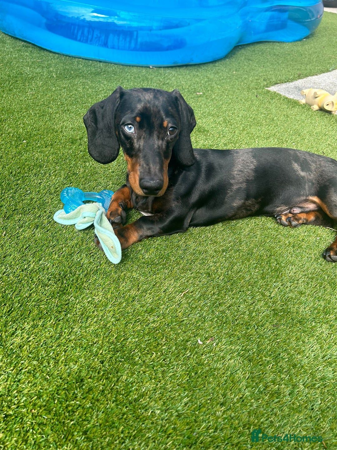 Miniature Dachshund dogs for stud: Spud the Stud in Alnwick - Advert 3