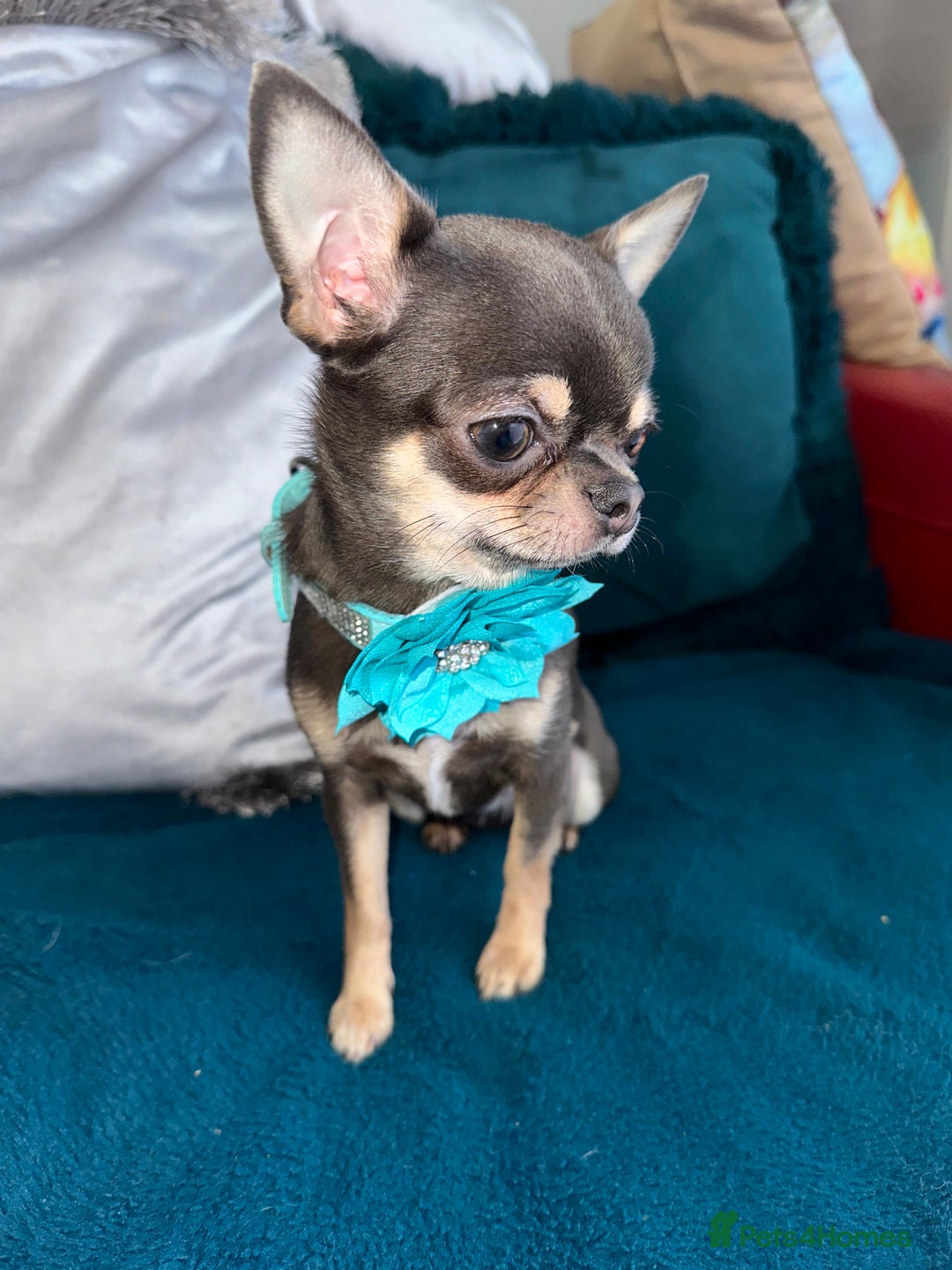 Chihuahua dogs for sale: 🩵 𝓬𝓾𝓭𝓭𝓵𝔂 𝓪𝓷𝓭 𝓹𝓵𝓪𝔂𝓯𝓾𝓵 𝓫𝓸𝔂𝓼🩵 - Image 17