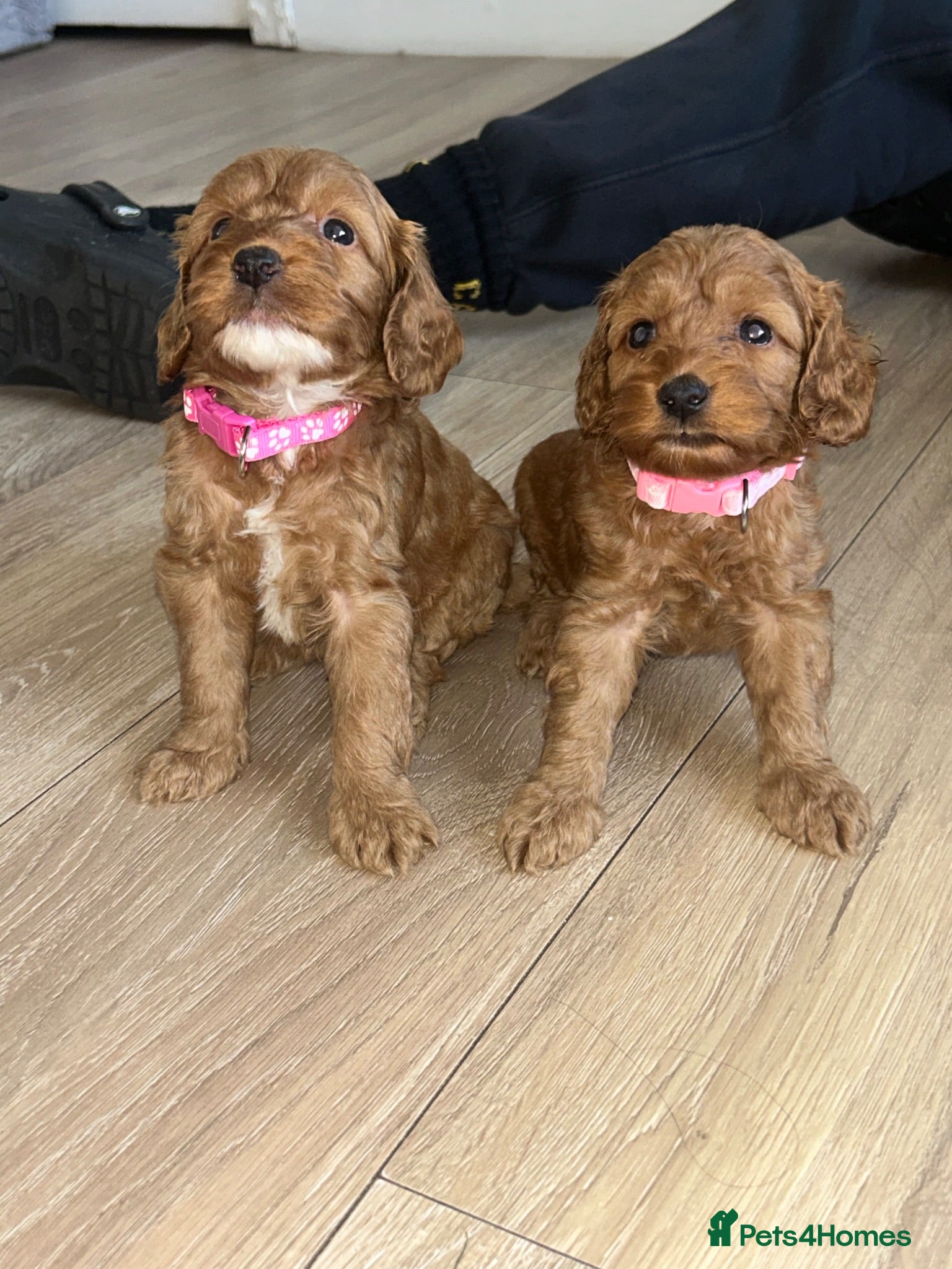 Cockapoo dogs Cockapoos 🏡🩷🩵 - Advert 8