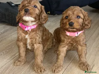Cockapoo dogs Cockapoos 🏡🩷🩵 - Advert 8