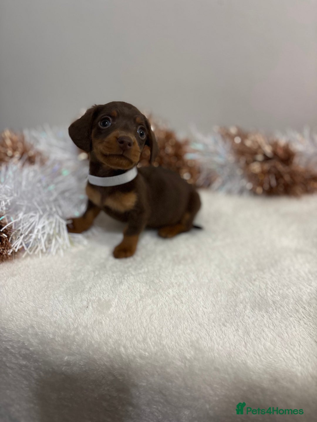 Miniature Dachshund dogs for sale: Miniature Dachshund Pups  - Advert 13
