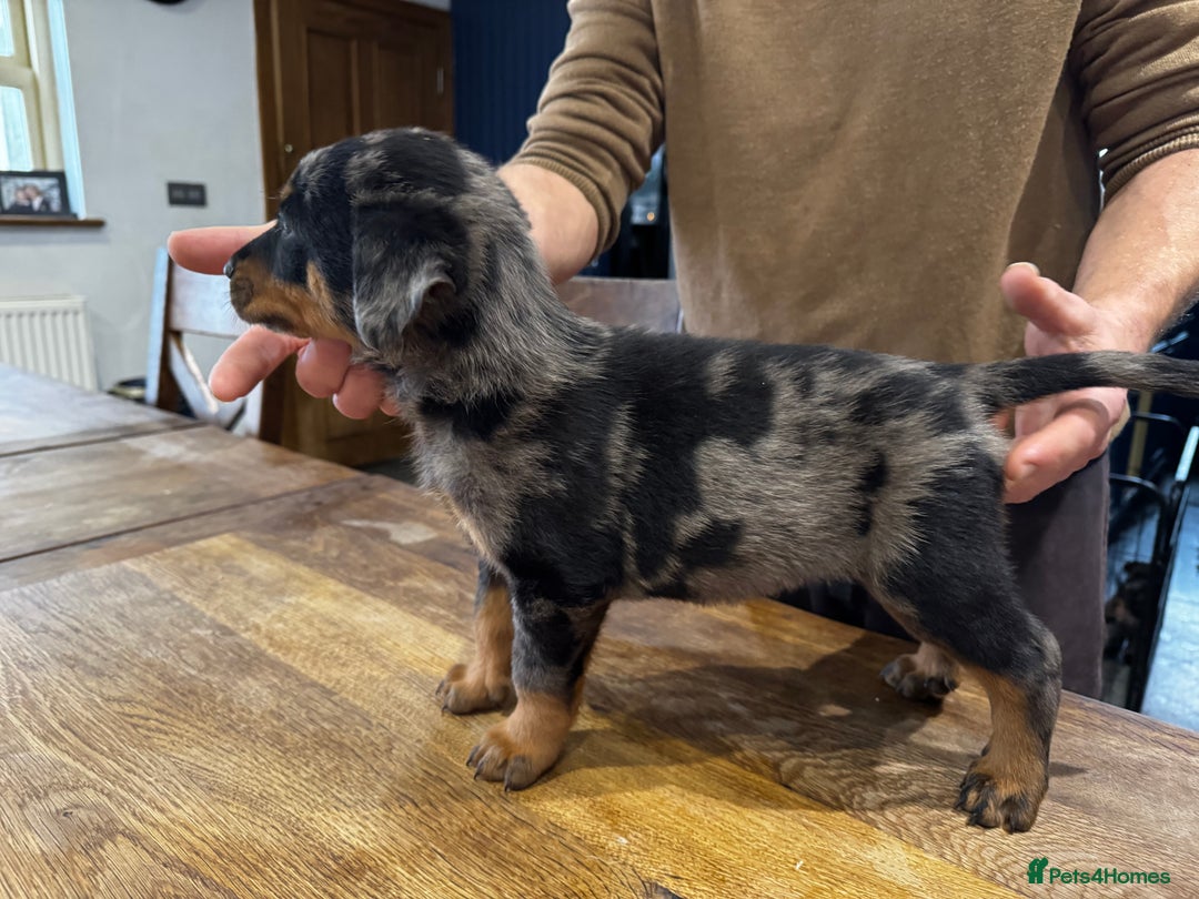 Beauceron dogs for sale: Health tested KC registered beauceron - Advert 8