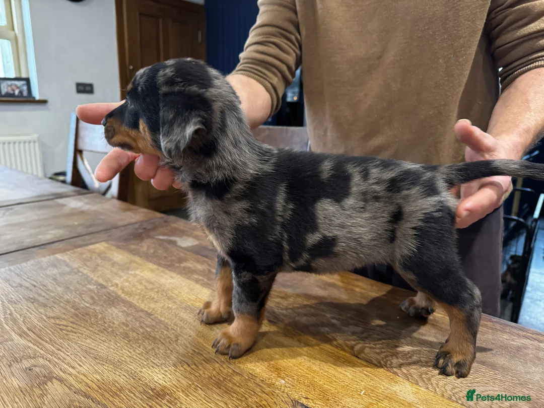 Beauceron dogs for sale: Health tested KC registered beauceron - Advert 8