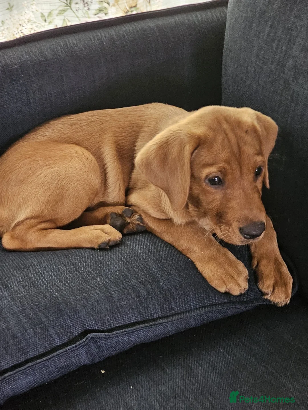 Labrador Retriever dogs for sale: Red Labrador Puppies in Milton Keynes - Advert 2