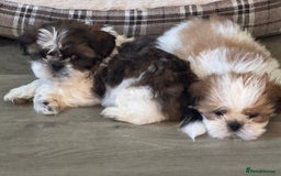 Shih Tzu dogs for sale: Three Beautiful male Shih tzu puppies  - Image 2