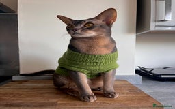 Abyssinian cats for sale: Abyssinian male - Image 2
