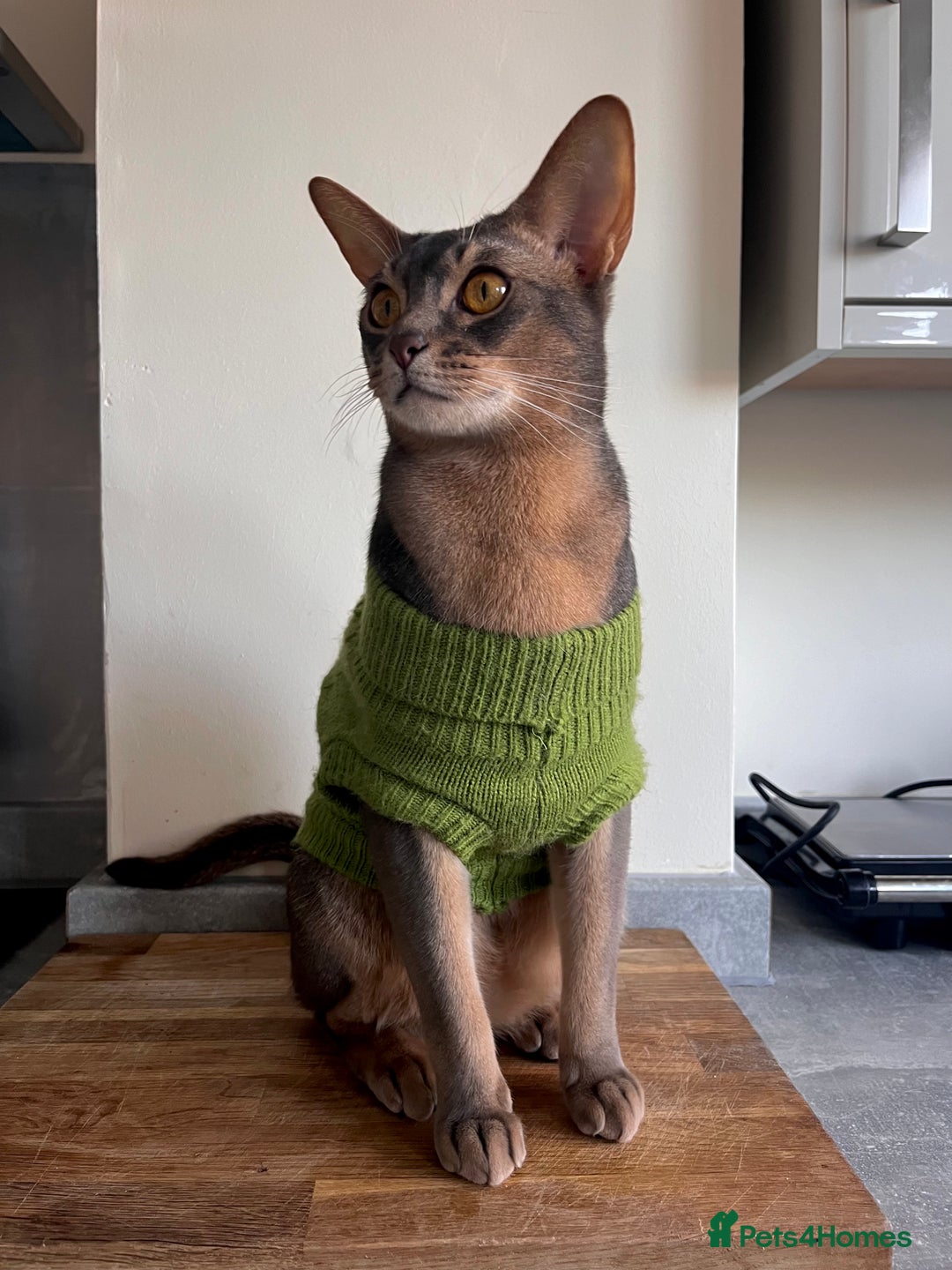 Abyssinian cats for sale: Abyssinian male - Image 2