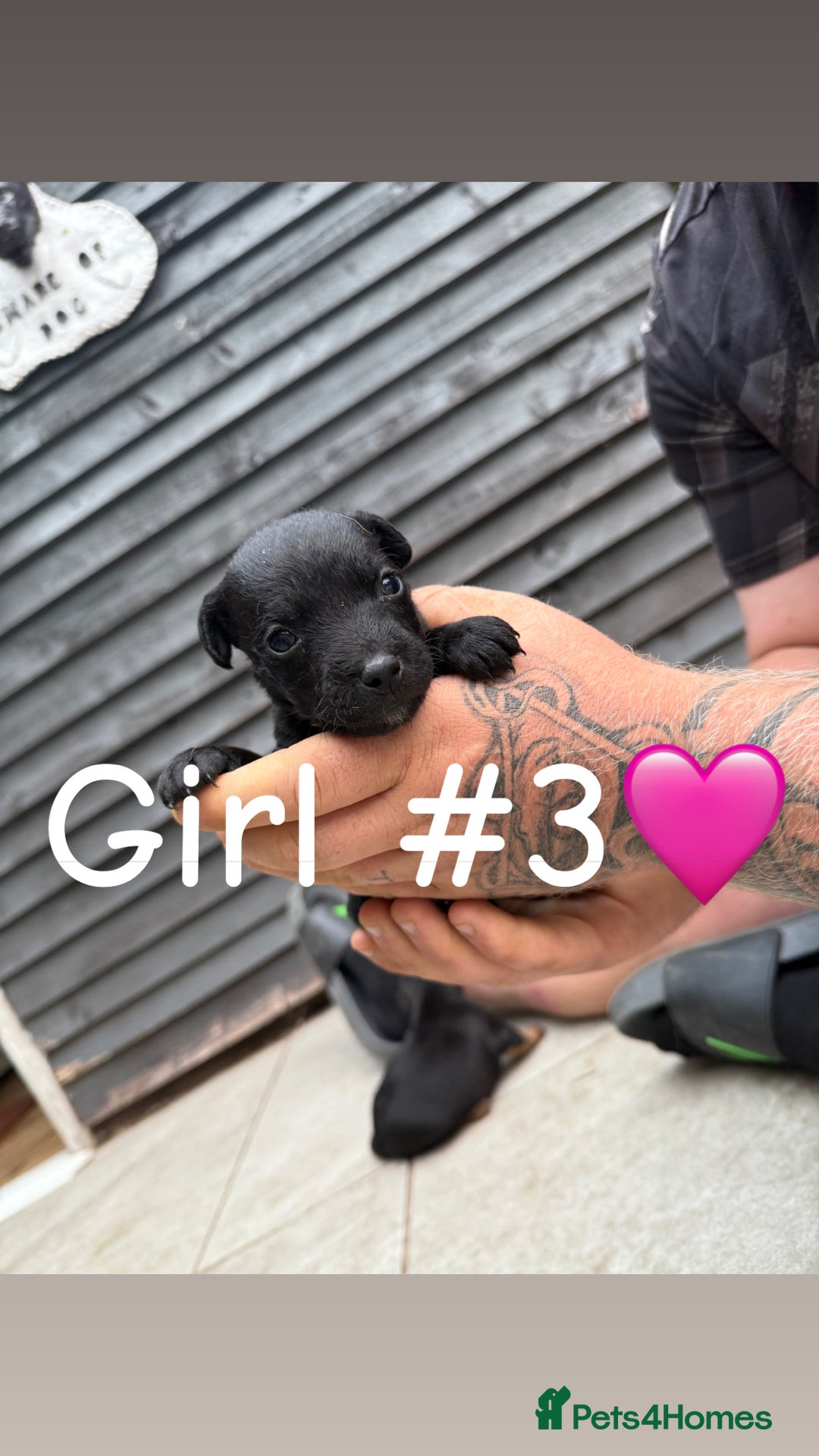 Patterdale Terrier dogs for sale: Patterdale terrier puppies for sale  - Image 3