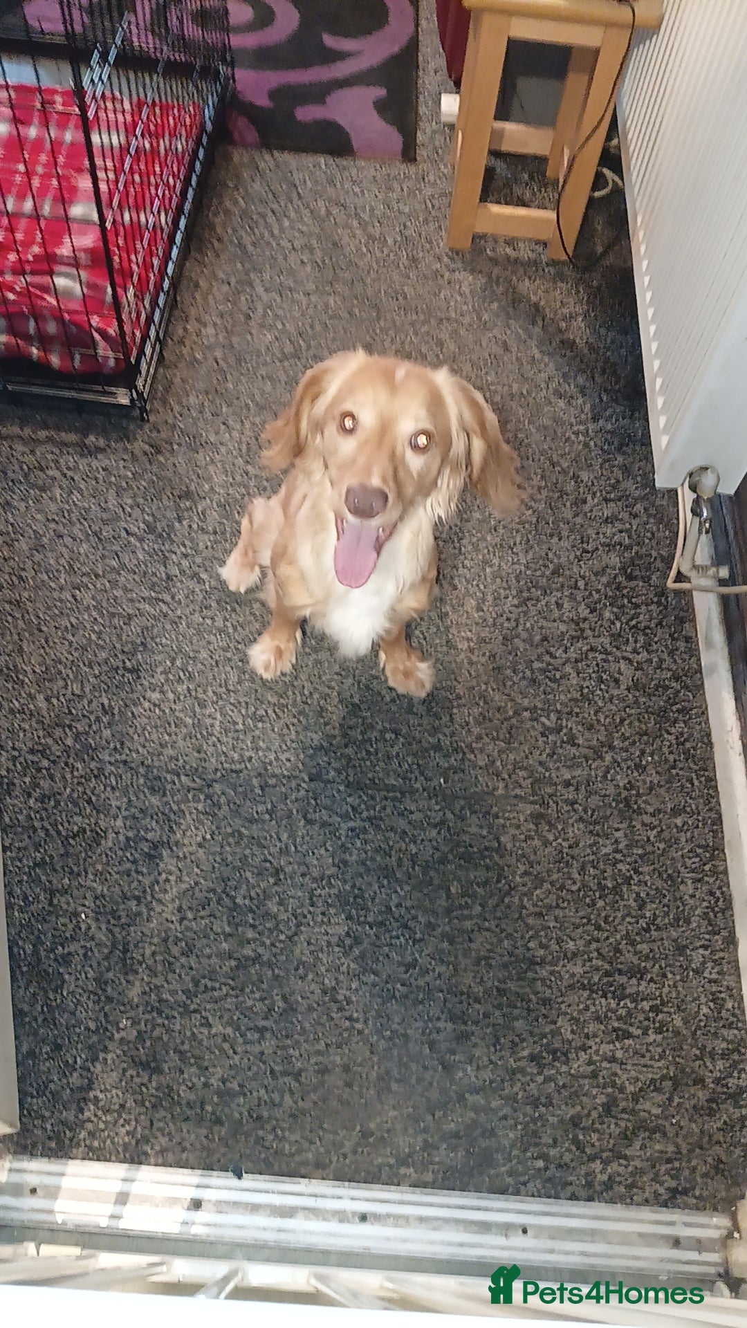 Cocker Spaniel dogs for sale: Beautiful male cocker spaniel  - Advert 3