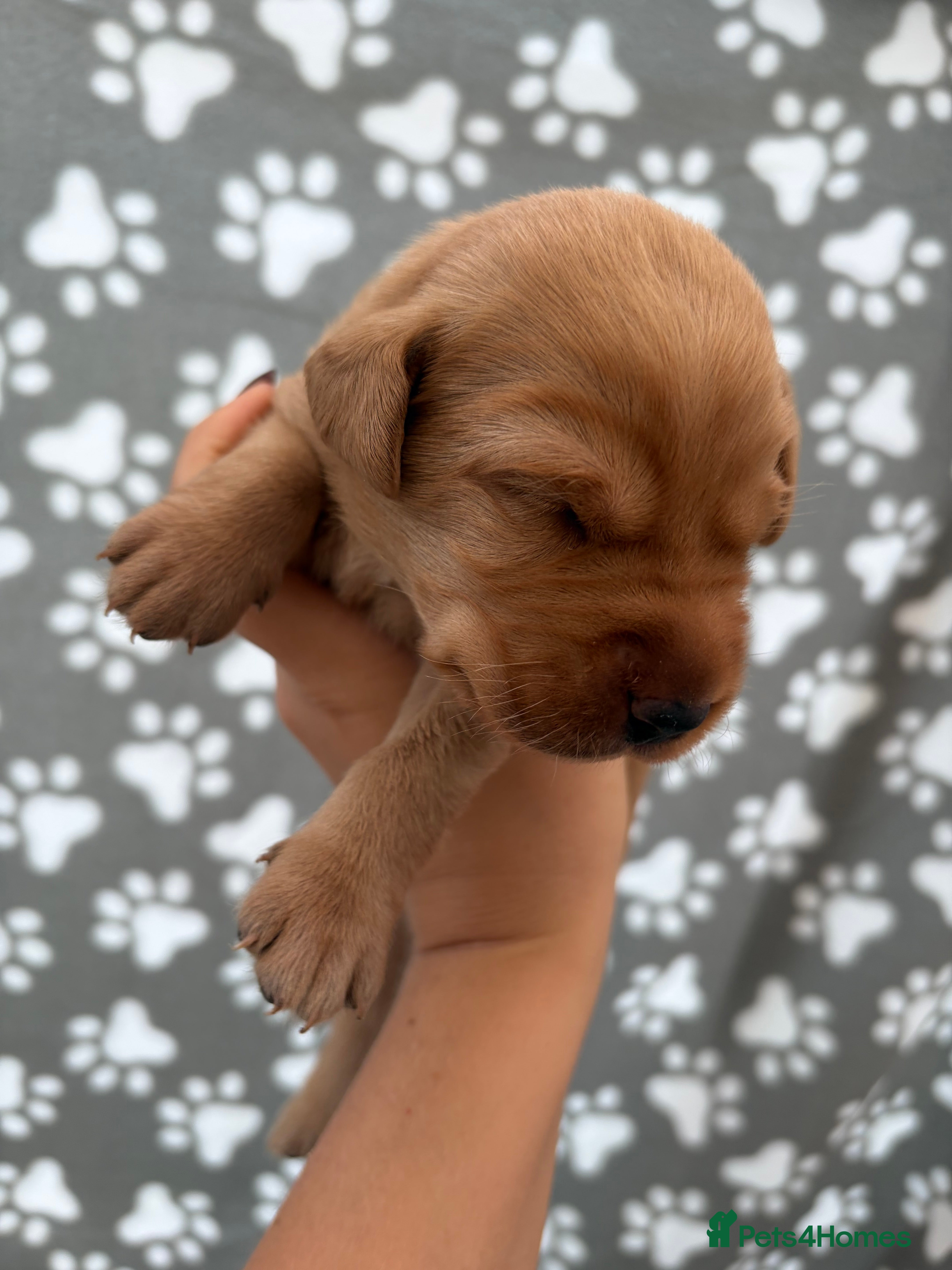 Labrador Retriever dogs for sale: 7 KC Reg Labrador champion bloodline Puppies - Advert 2