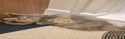 Maine Coon cats for sale: Maine coon kitten - Advert 2