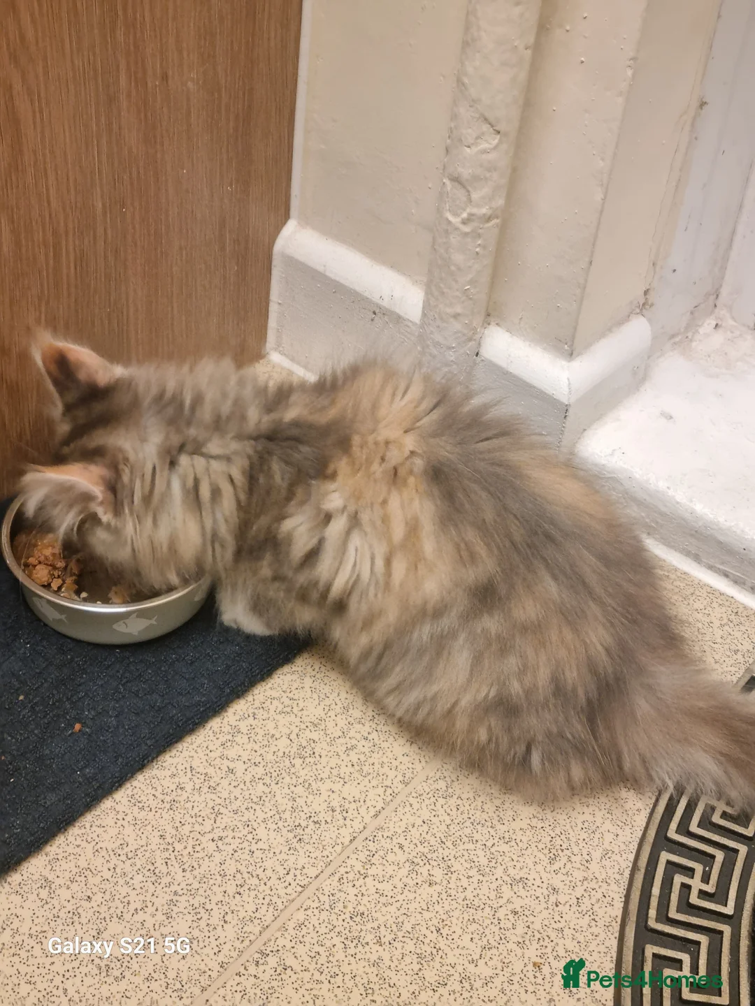 Maine Coon cats for sale: Maine coon kitten - Advert 2