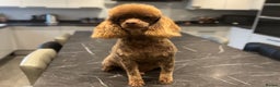 Miniature Poodle dogs for stud: Chocolate phantom miniature poodle stud - Advert 4