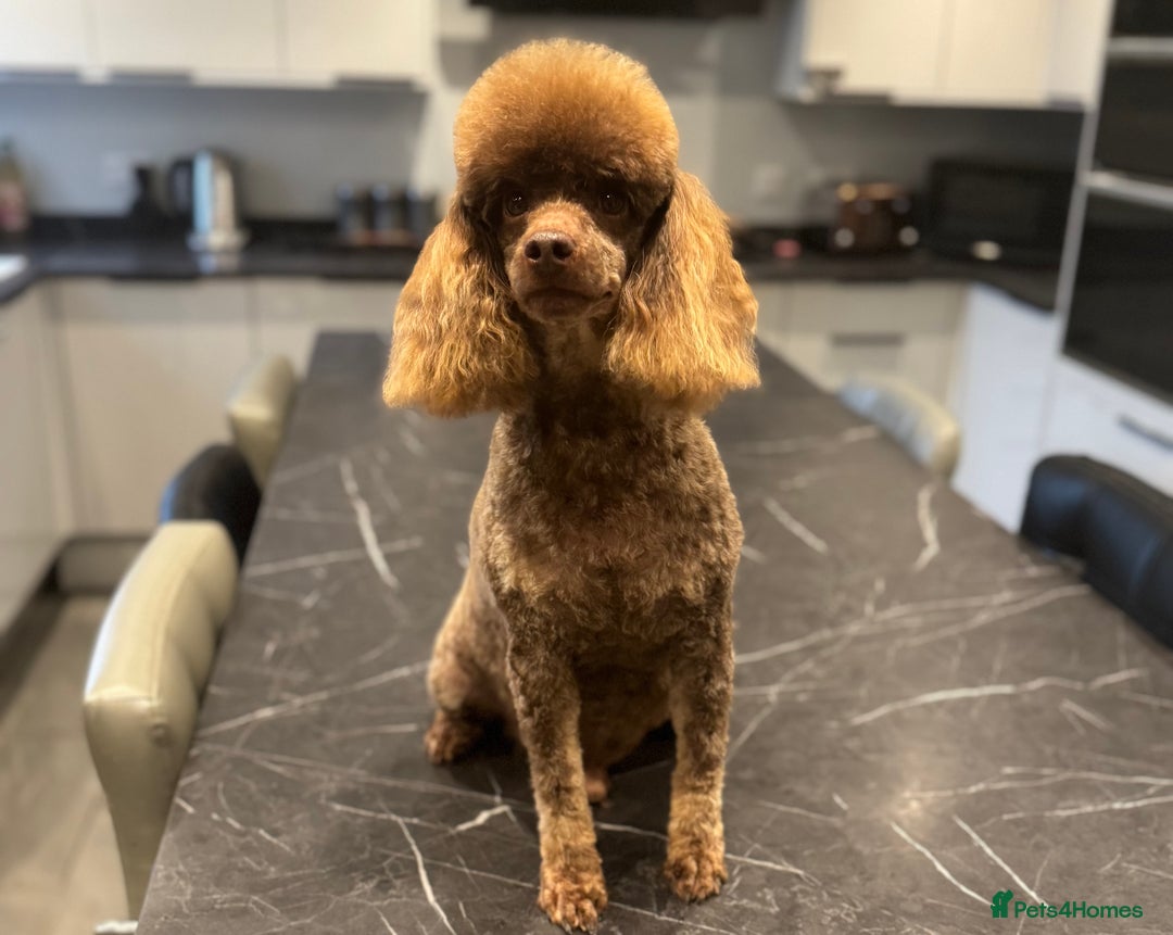 Miniature Poodle dogs for stud: Chocolate phantom miniature poodle stud - Advert 4